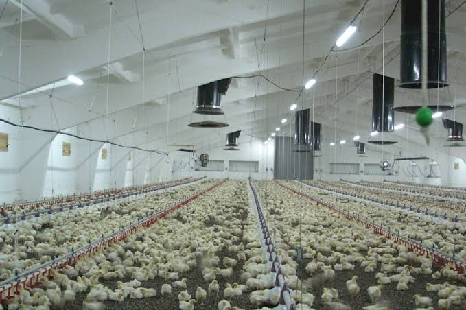 WANTED Broiler Poultry Farm for Lease – Australia