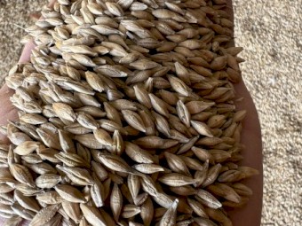 Barley Malt or Feed 1