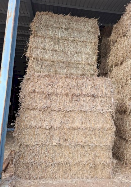 Forage Sorghum (Rain on but left to dry and cured properly)