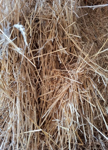 Wheat straw