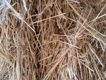 Wheat straw