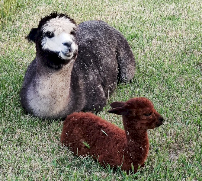 Herd of Alpacas mostly huacaya