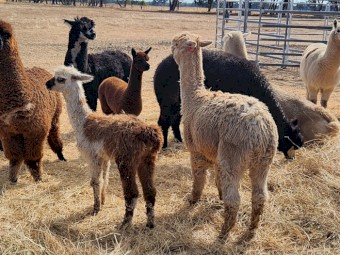 Herd of Alpacas mostly huacaya