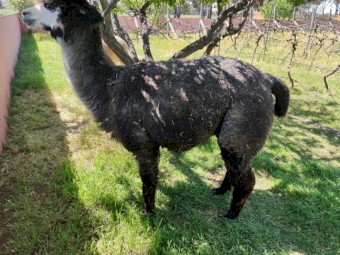 Herd of Alpacas mostly huacaya