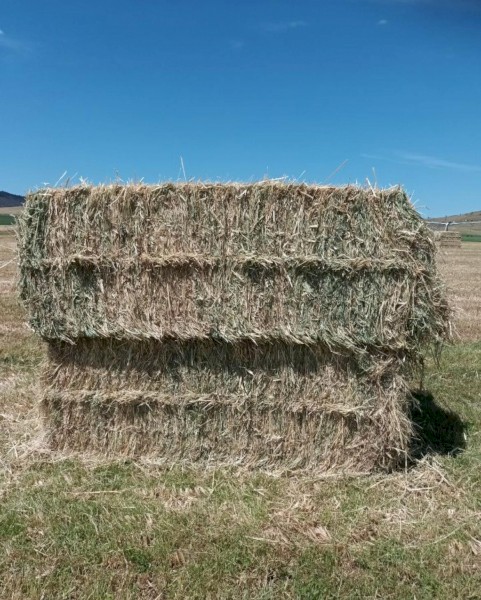 Millet Hay (Lovely Hay & Shed Stored)