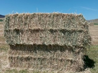 Millet Hay (Lovely Hay & Shed Stored)