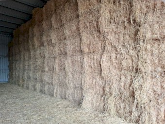 100 x Green Barley Hay 