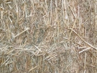 Millet Hay (COOMA, NSW)