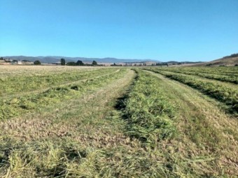 Millet Hay (COOMA, NSW)