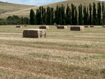 Millet Hay (COOMA, NSW)