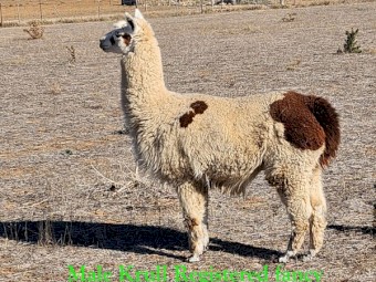 Herd of Alpacas mostly huacaya