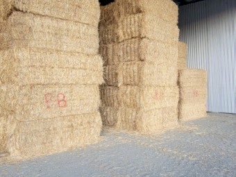 Current Season Oaten Straw