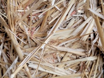 Current Season Oaten Straw