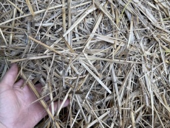 Triticale Header tailings 
