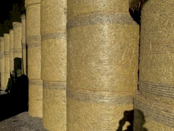 Triticale Header tailings 