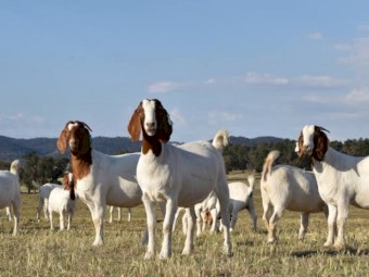 70 Adult Boer Wether, Buck and Doe goats