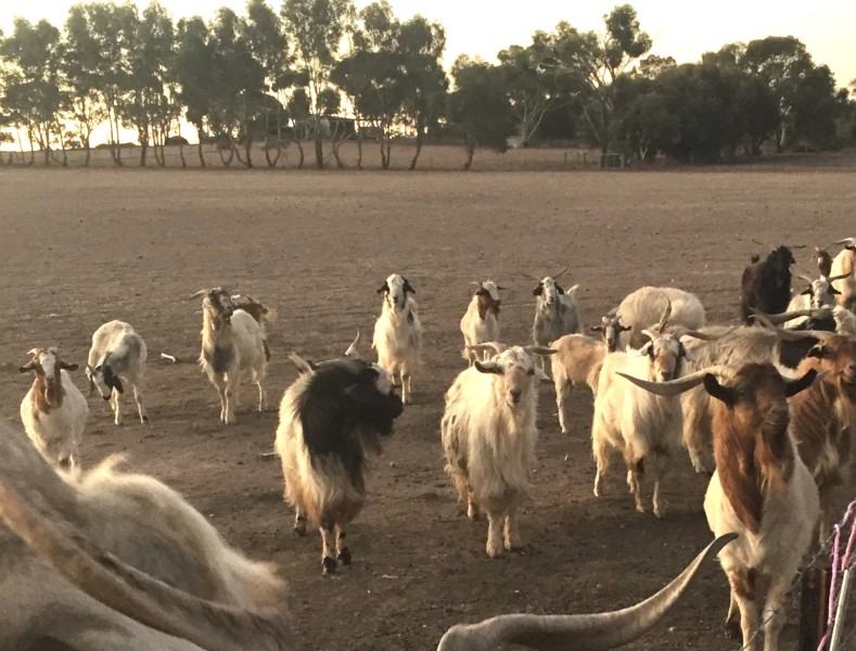 70 Adult Boer Wether, Buck and Doe goats
