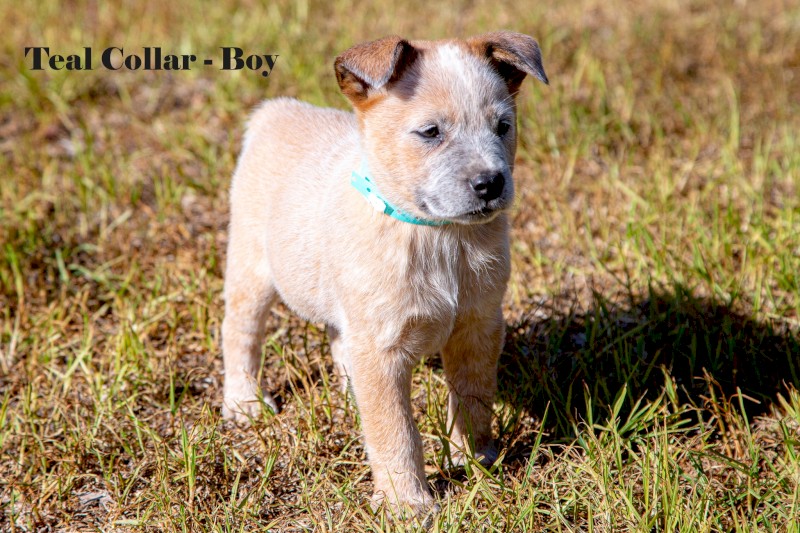 Blue & Red Heeler Cattle Dog Pups - FOR SALE