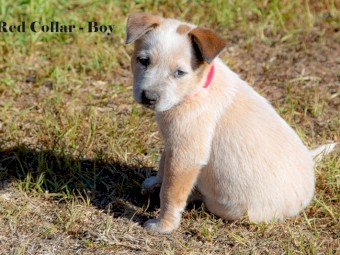 Blue & Red Heeler Cattle Dog Pups - FOR SALE