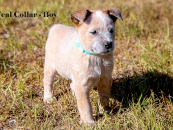 Blue & Red Heeler Cattle Dog Pups - FOR SALE