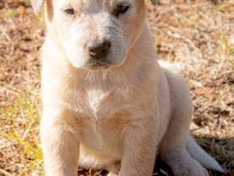 Blue & Red Heeler Cattle Dog Pups - FOR SALE
