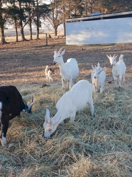 2 Saanen does, 1 saanen billy and 1 British alpine doe for sale