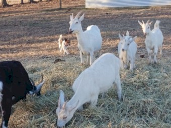2 Saanen does, 1 saanen billy and 1 British alpine doe for sale