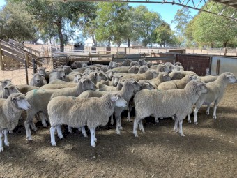 120 3 and 5 year old ewes SIL to White Suffolk 