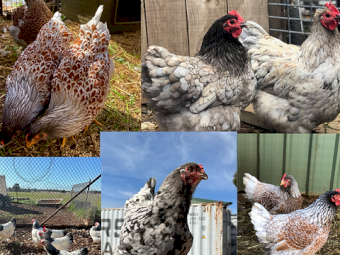 Many breeds hatching eggs for sale