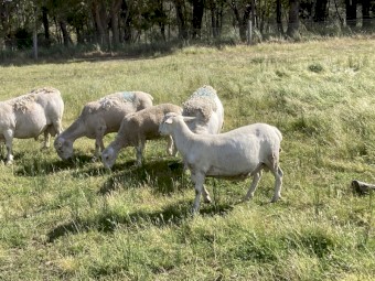 Dorper ewes with lambs, Dorper wethers and ewes
