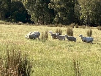 Dorper ewes with lambs, Dorper wethers and ewes
