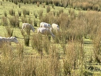 Dorper ewes with lambs, Dorper wethers and ewes