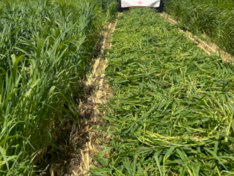 57 x Shirohie Millet Silage