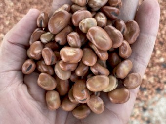 Old season Samira Beans