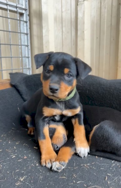 Trial dog bred Kelpie pus