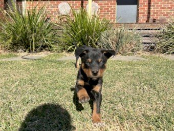 Trial dog bred Kelpie pus