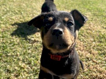 Trial dog bred Kelpie pus