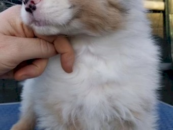 Australian puppies available 