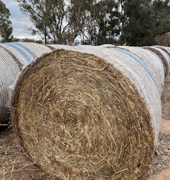 Oaten hay round bales. 