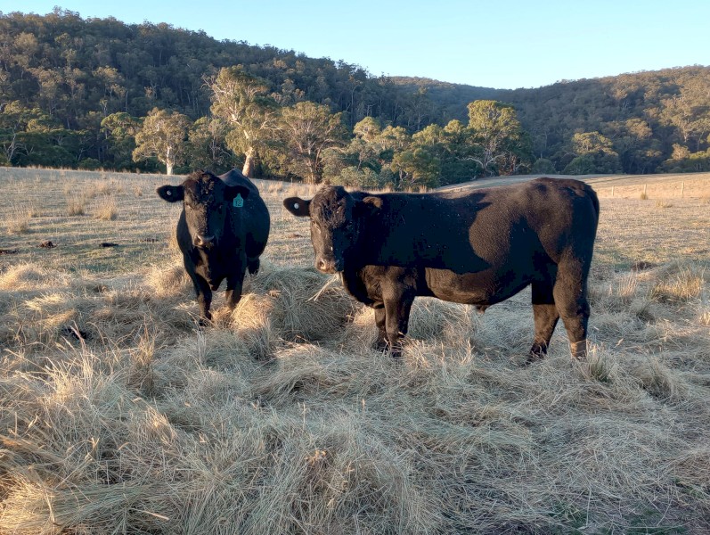 Angus Bulls