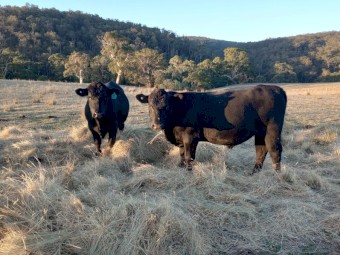 Angus Bulls