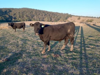 Angus Bulls