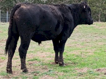 Angus Bulls