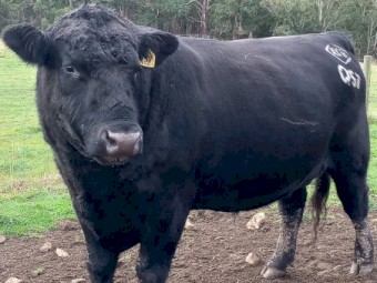 Stud Angus Bull