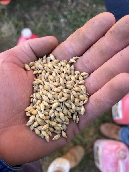 Malt/BAR1 Spec Barley 