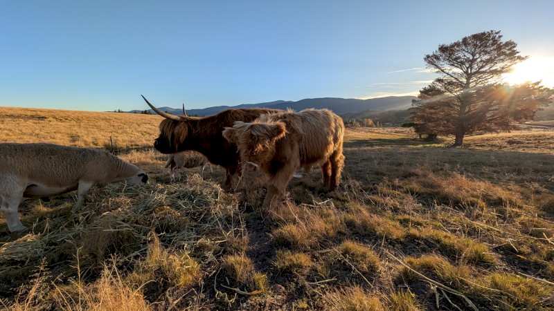 Highland bull calf or can be steered
