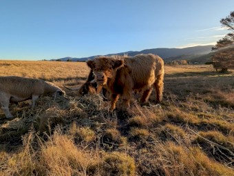 Highland bull calf or can be steered