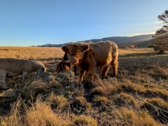 Highland bull calf or can be steered