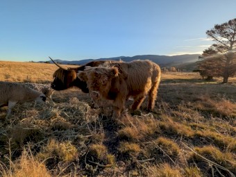 Highland bull calf or can be steered
