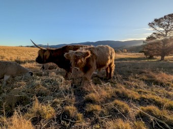 Highland bull calf or can be steered